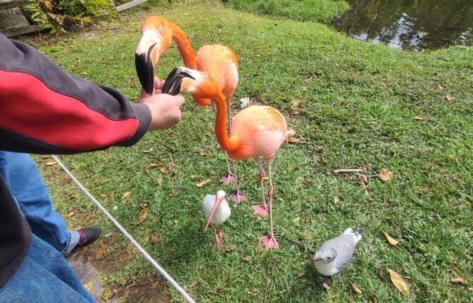 Sarasota Jungle Gardens