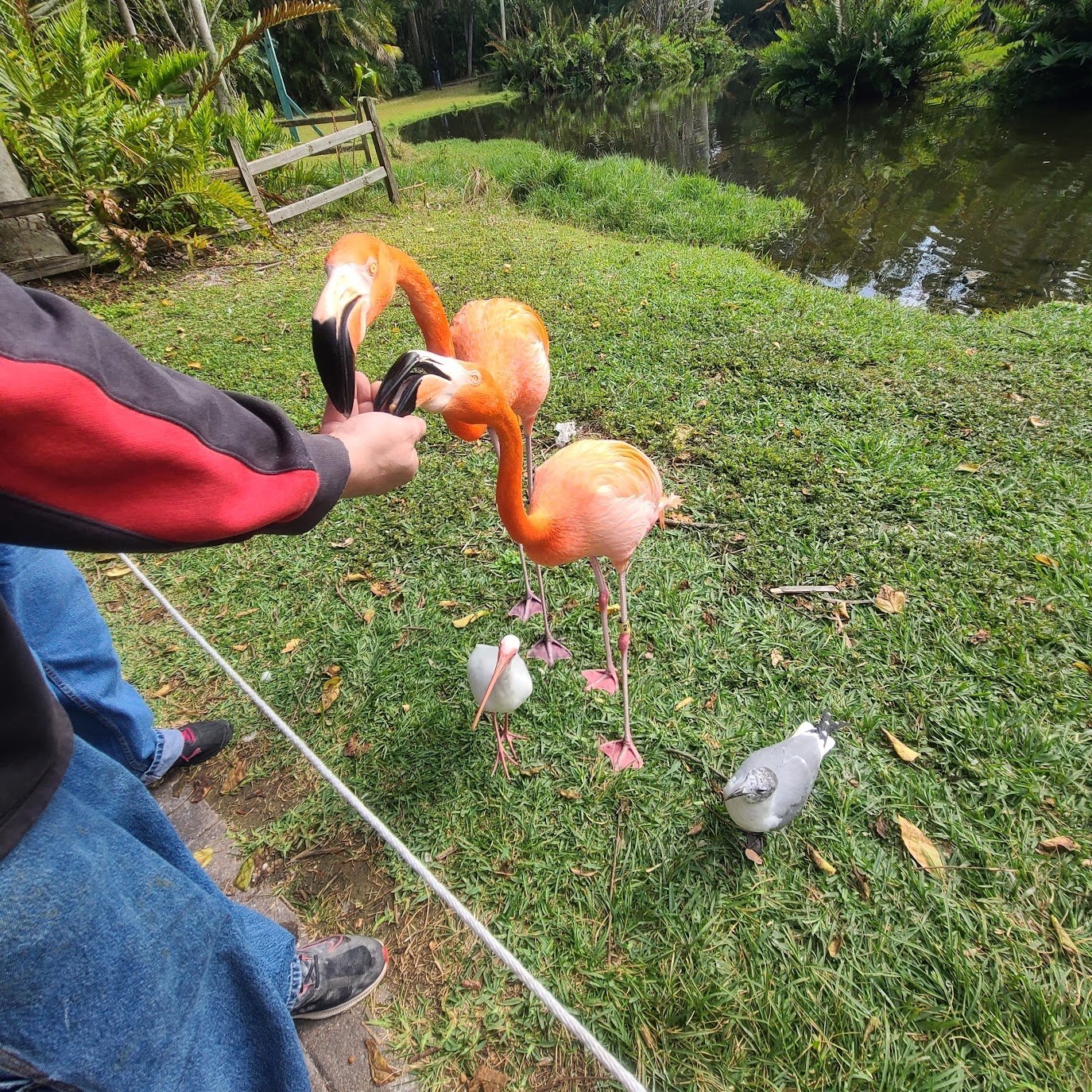 Sarasota Jungle Gardens