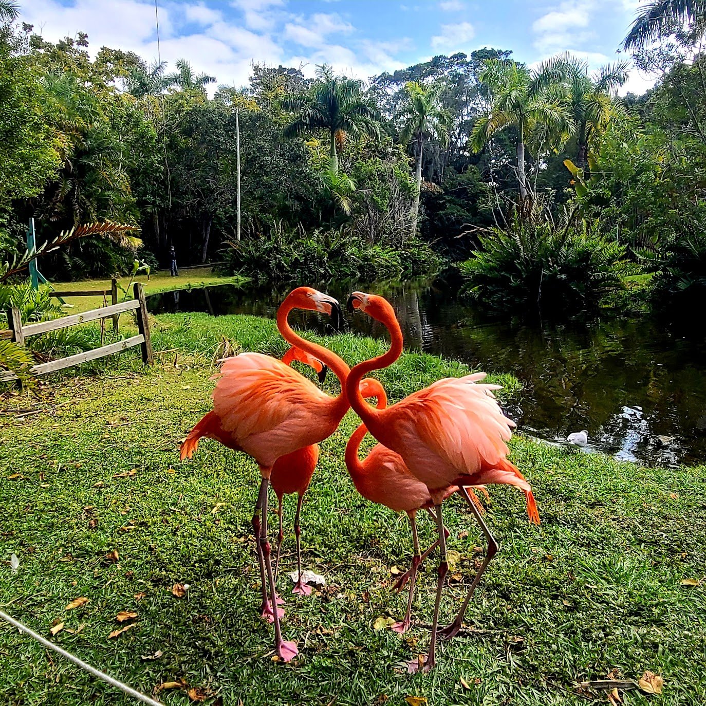 Sarasota Jungle Gardens