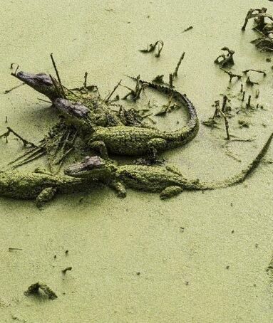 Stephen C Foster State Park