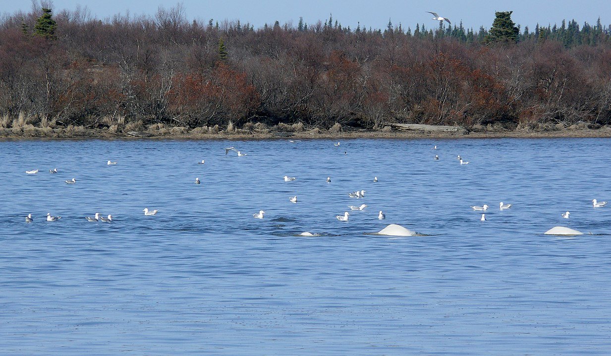 Katmai National Park and Preserve