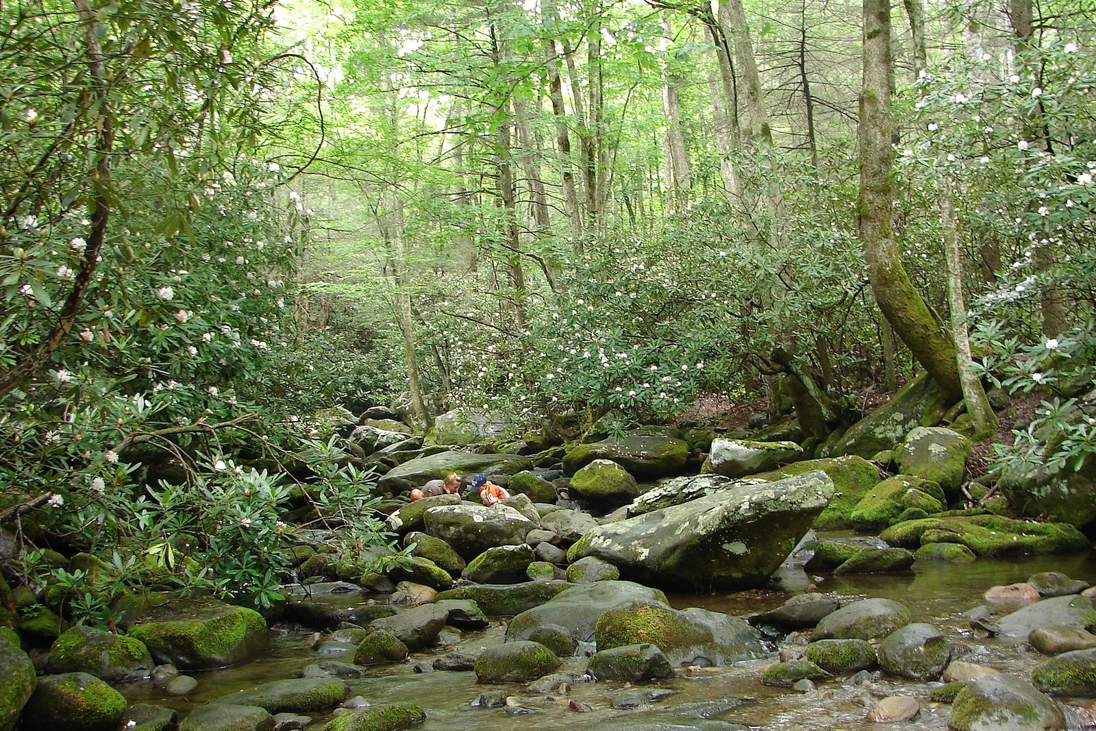 Great Smoky Mountains National Park