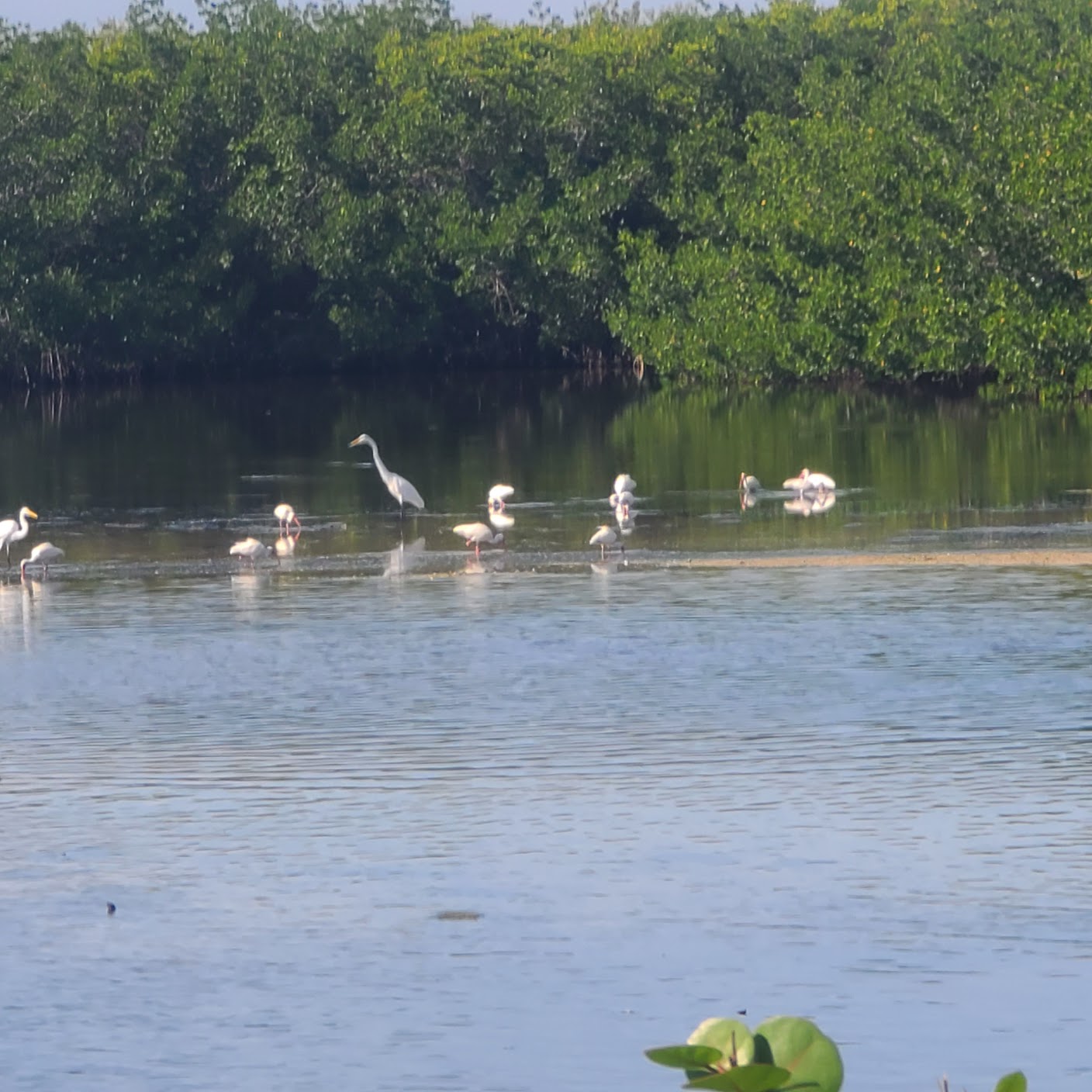 Venice Area Audubon Society | 60 Free Things to do in Florida