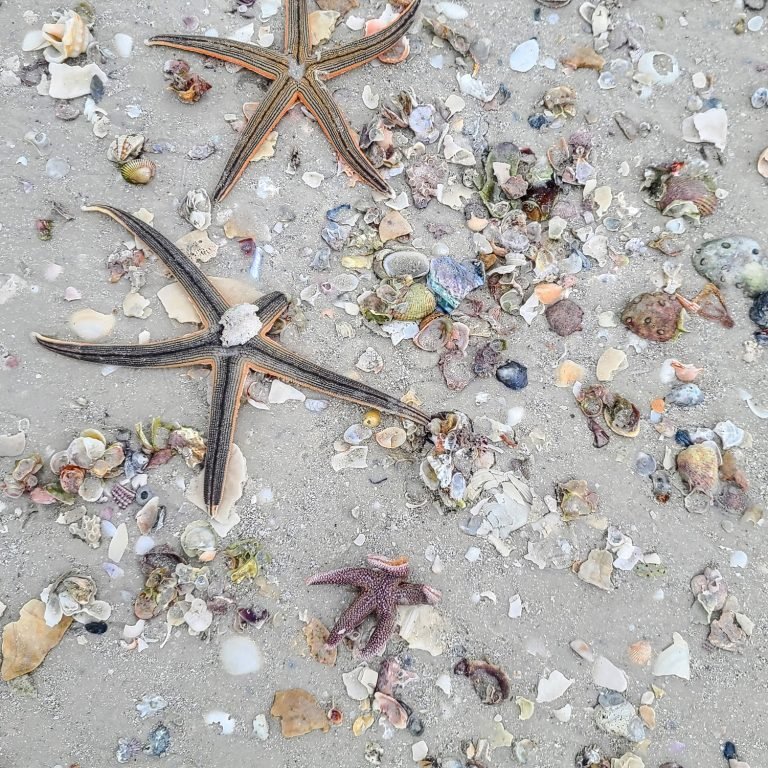 star fish