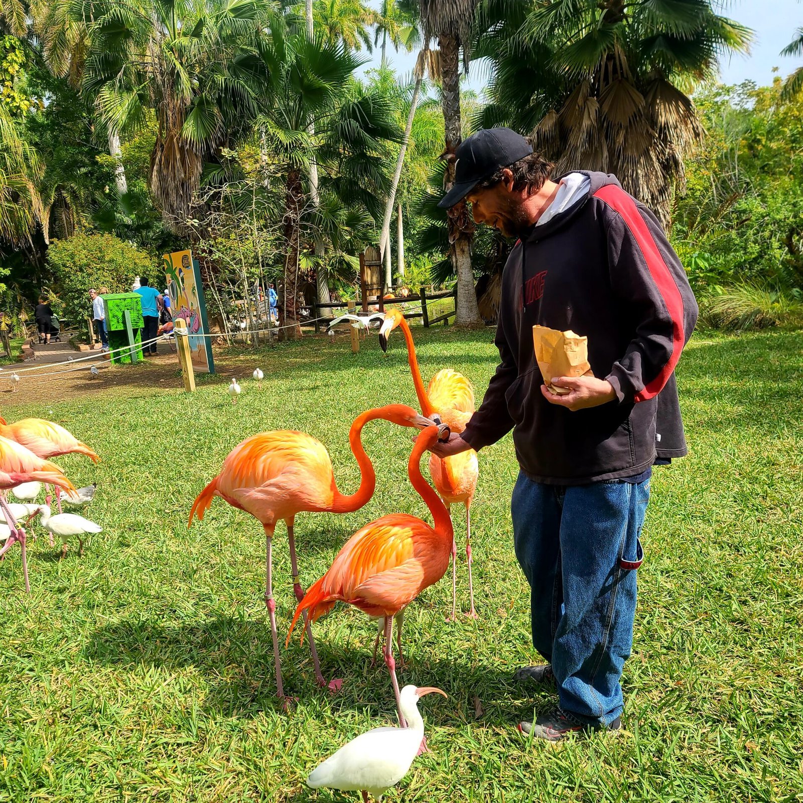 Sarasota Jungle Gardens