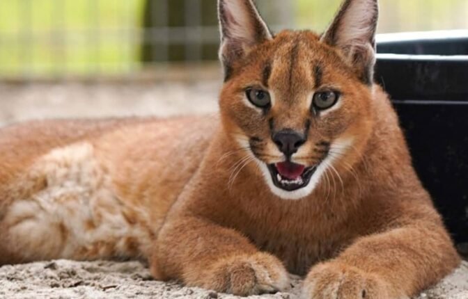 Big Cat Habitat Gulf Coast Sanctuary
