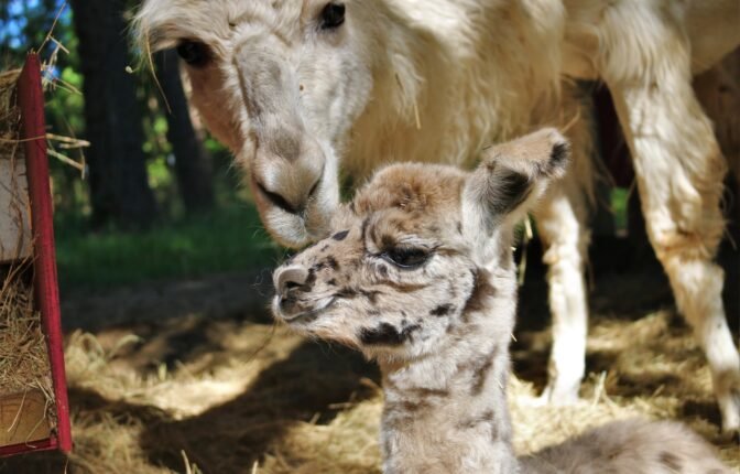 Redemptive Love Farm & Rescue