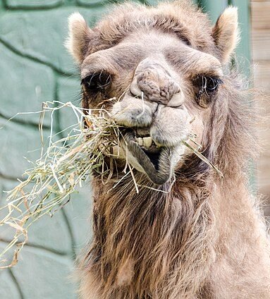 Racine Zoo
