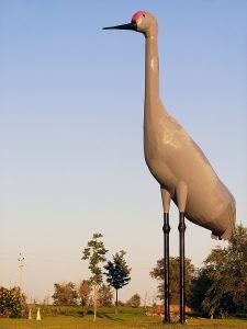 Sandy - The World's Largest Sandhill Crane