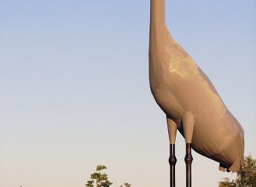 Sandy – The World's Largest Sandhill Crane