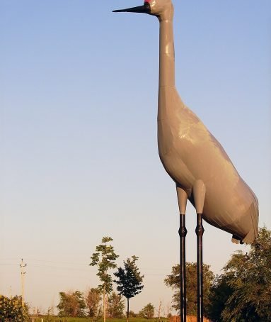 Sandy - The World's Largest Sandhill Crane