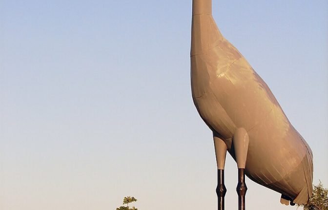Sandy - The World's Largest Sandhill Crane