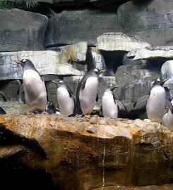 Shedd Aquarium