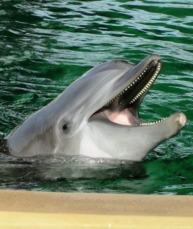 Clearwater Marine Aquarium