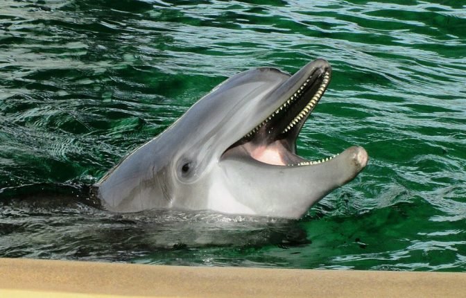 Clearwater Marine Aquarium