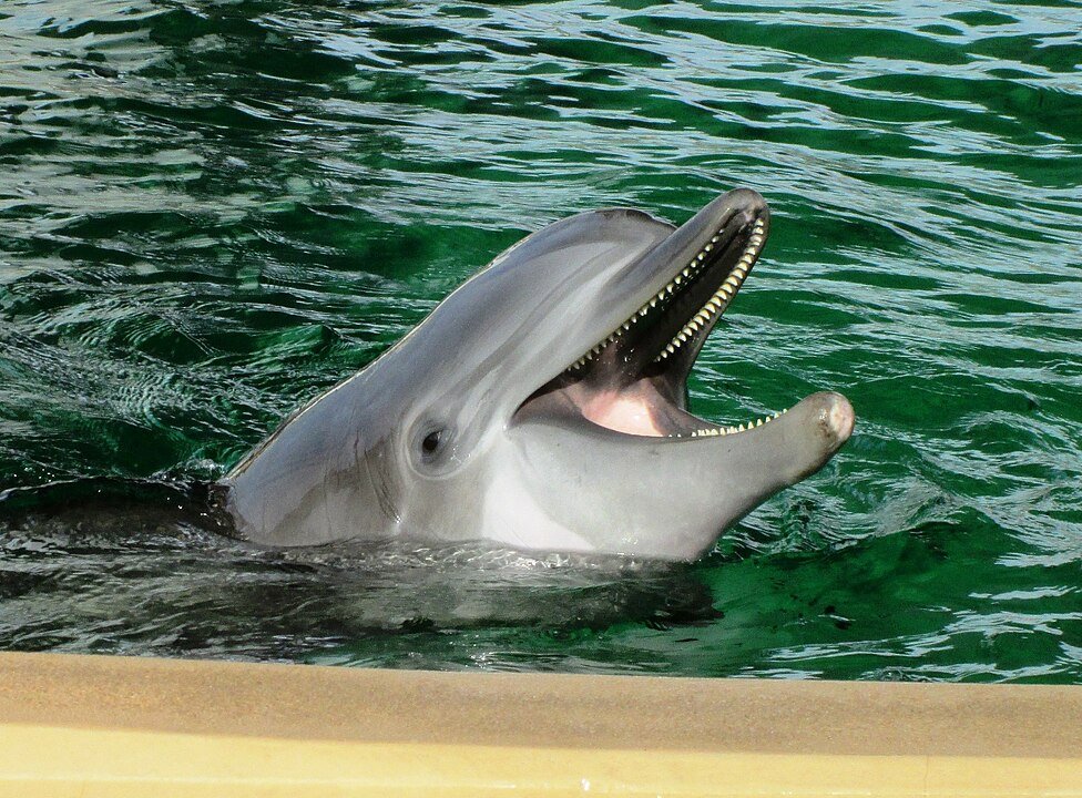 Clearwater Marine Aquarium