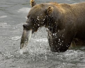 Katmai National Park and Preserve