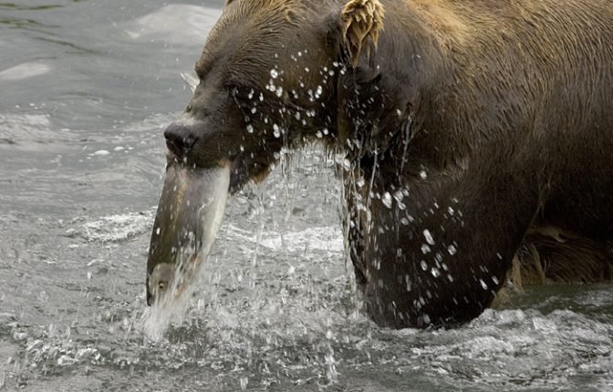 Katmai National Park and Preserve