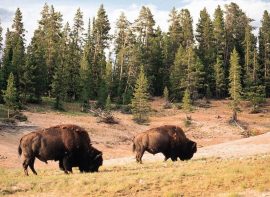 Best places to visit and see in Wyoming