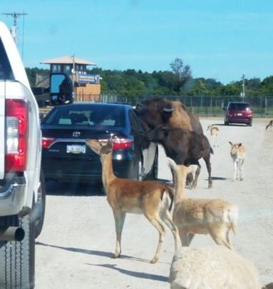 African Safari Wildlife Park