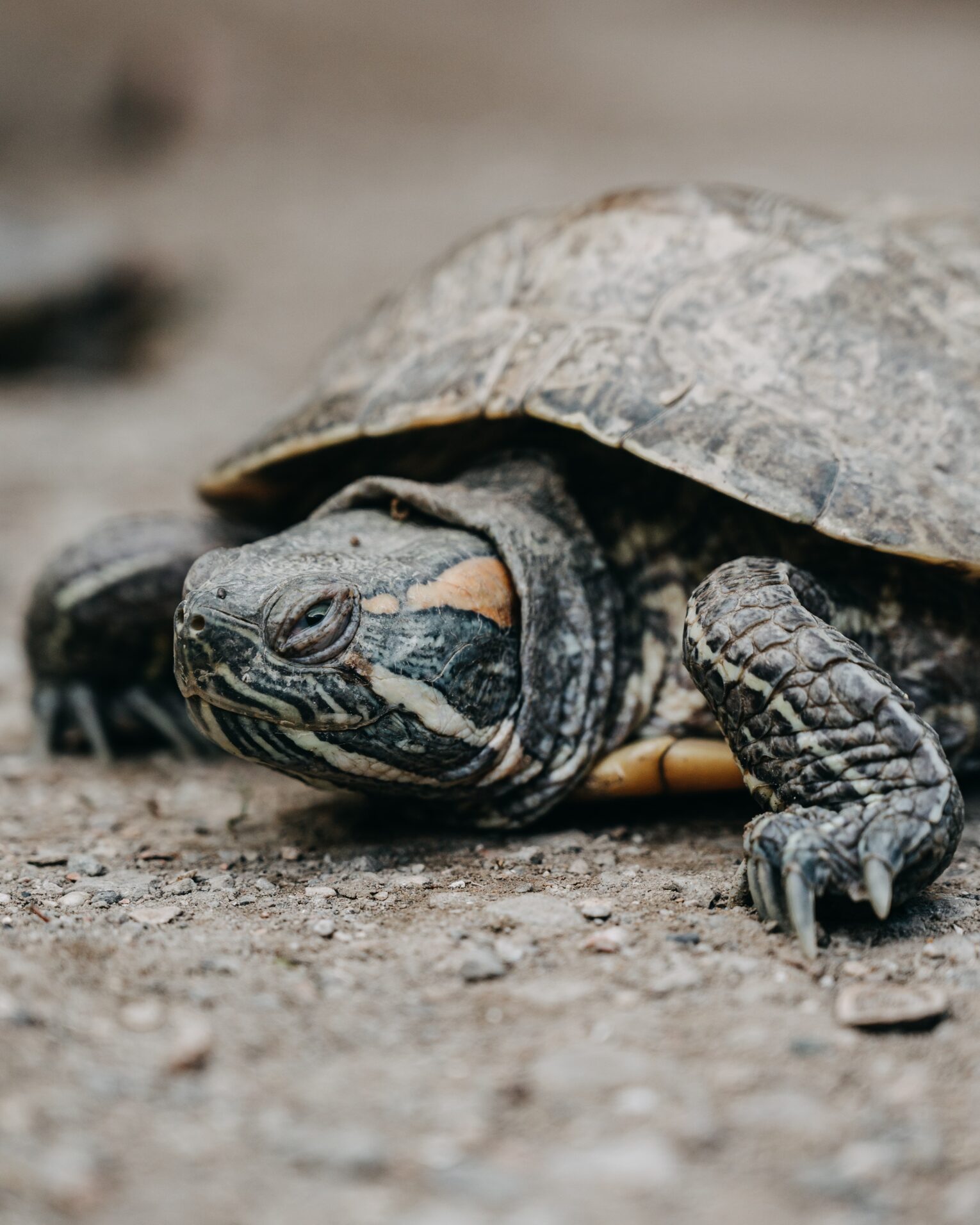 Sleeping Turtles Preserve | 60 Free Things to do in Florida
