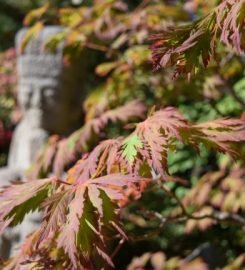 Anderson Japanese Gardens