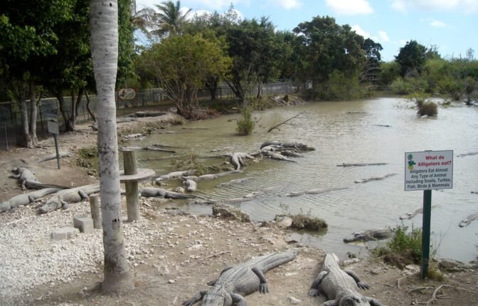 Alligator