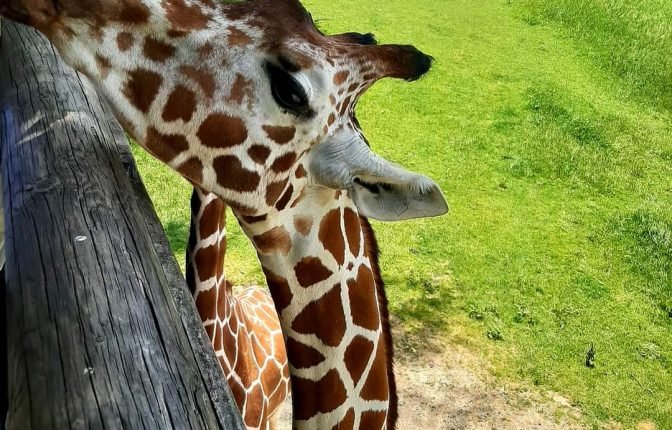 Binder Park Zoo