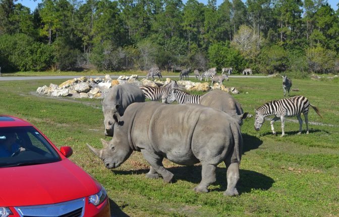 Lion Country Safari