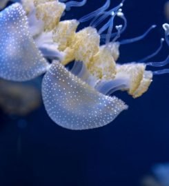 Shedd Aquarium