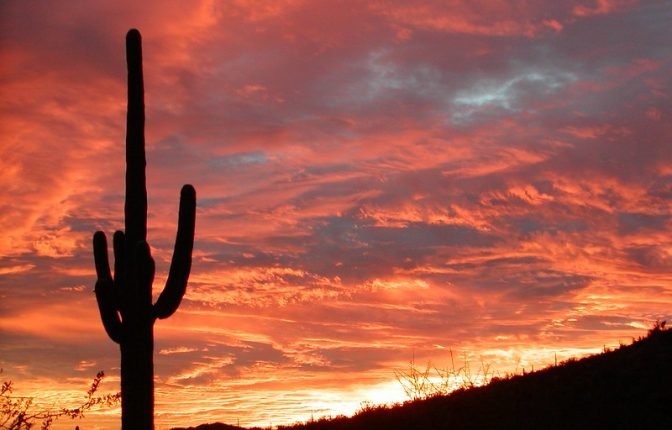 Saguaro National Park