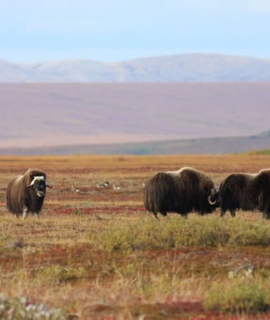 Cape Krusenstern National Monument