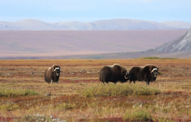 Cape Krusenstern National Monument