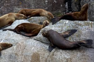 Kenai Fjords National Park