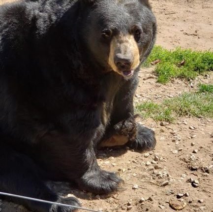 Oswald Bear Ranch