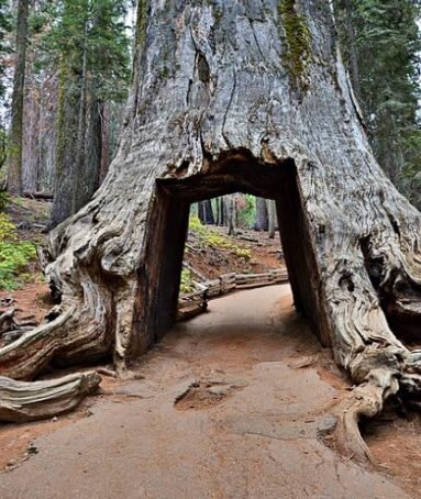 Yosemite National Park