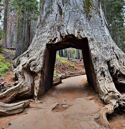 Yosemite National Park