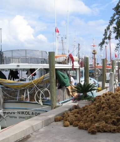 sponge docks