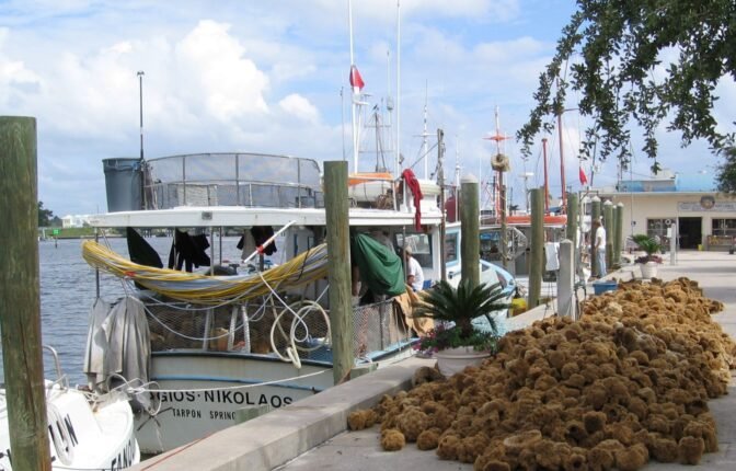 sponge docks