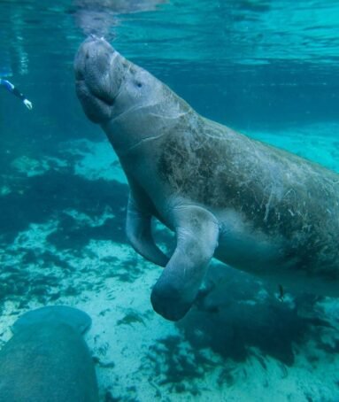 Snorkeling with Manatees