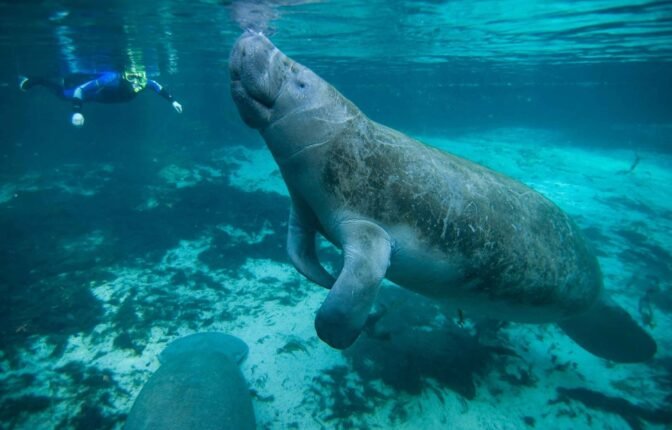 Snorkeling with Manatees