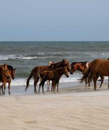 Assateague Island National Seashore