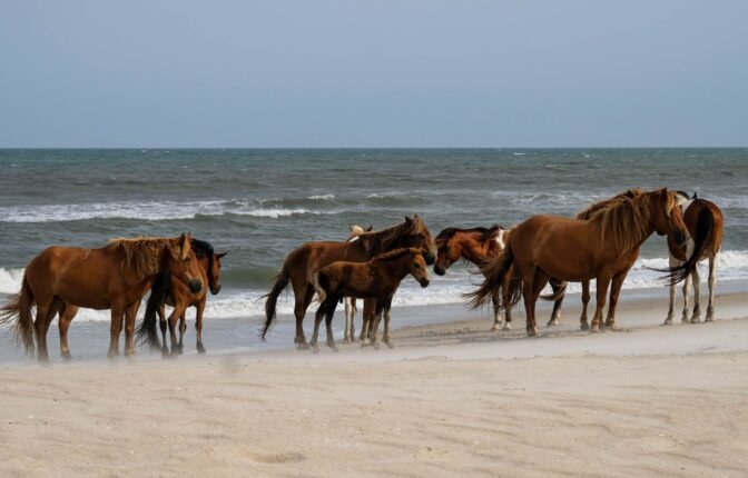 Assateague Island National Seashore