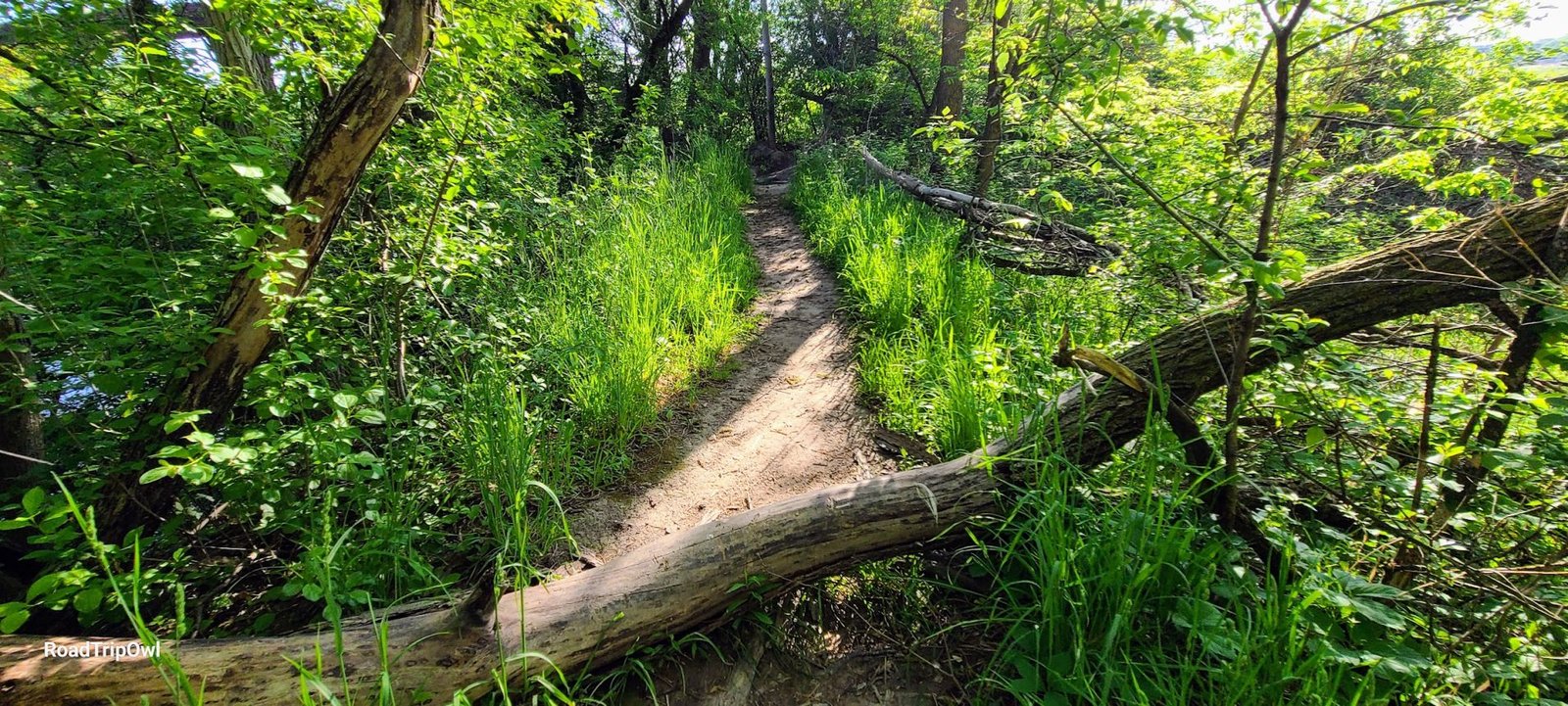 Hiking trail Chippewassee Park, Midland, Michigan.