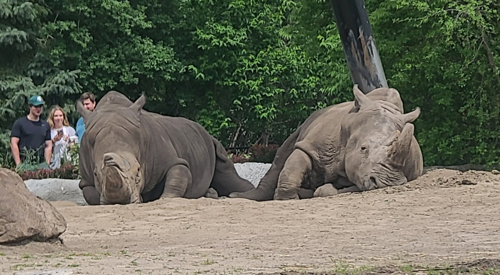 Detroit zoo rino