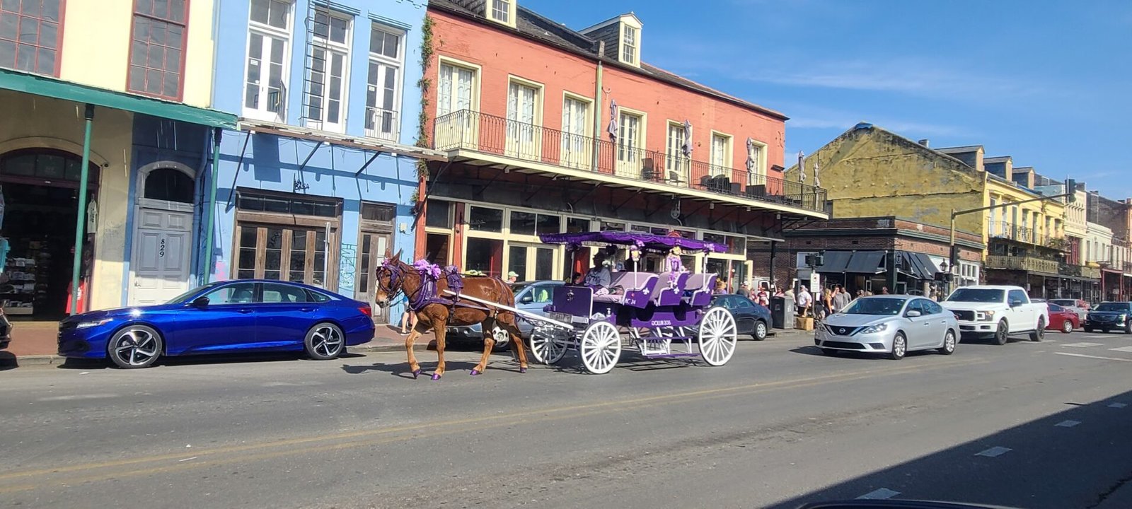 Purple Carriage ride New Orleans