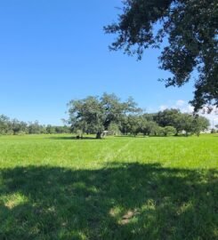 The Singing Oak