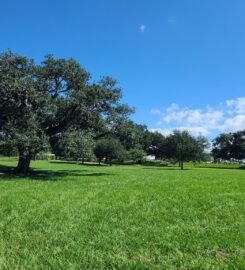 The Singing Oak