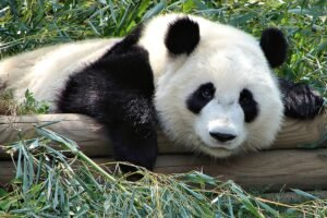 panda at zoo atlanta