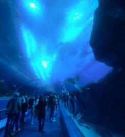 Georgia Aquarium